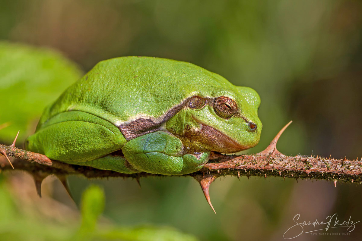 Europäischer Laubfrosch (Hyla arborea)