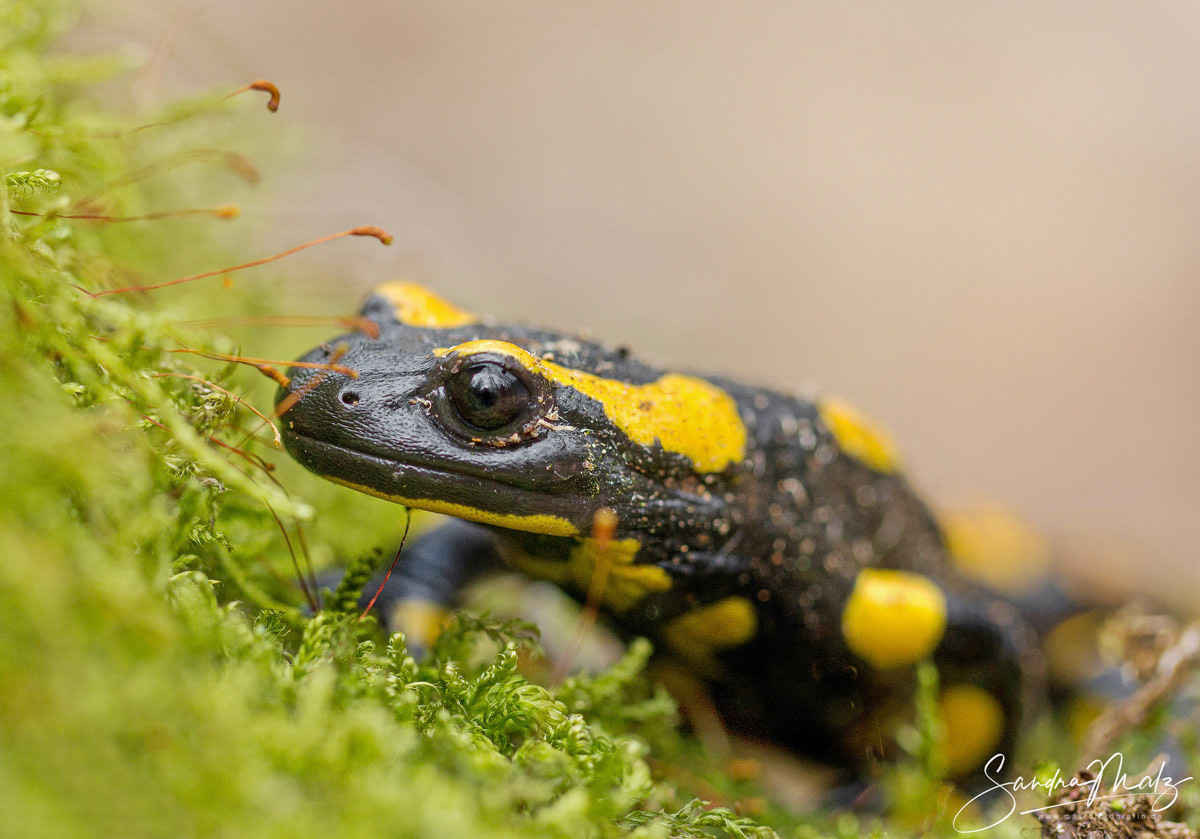 Feuersalamander (Salamandra salamandra)