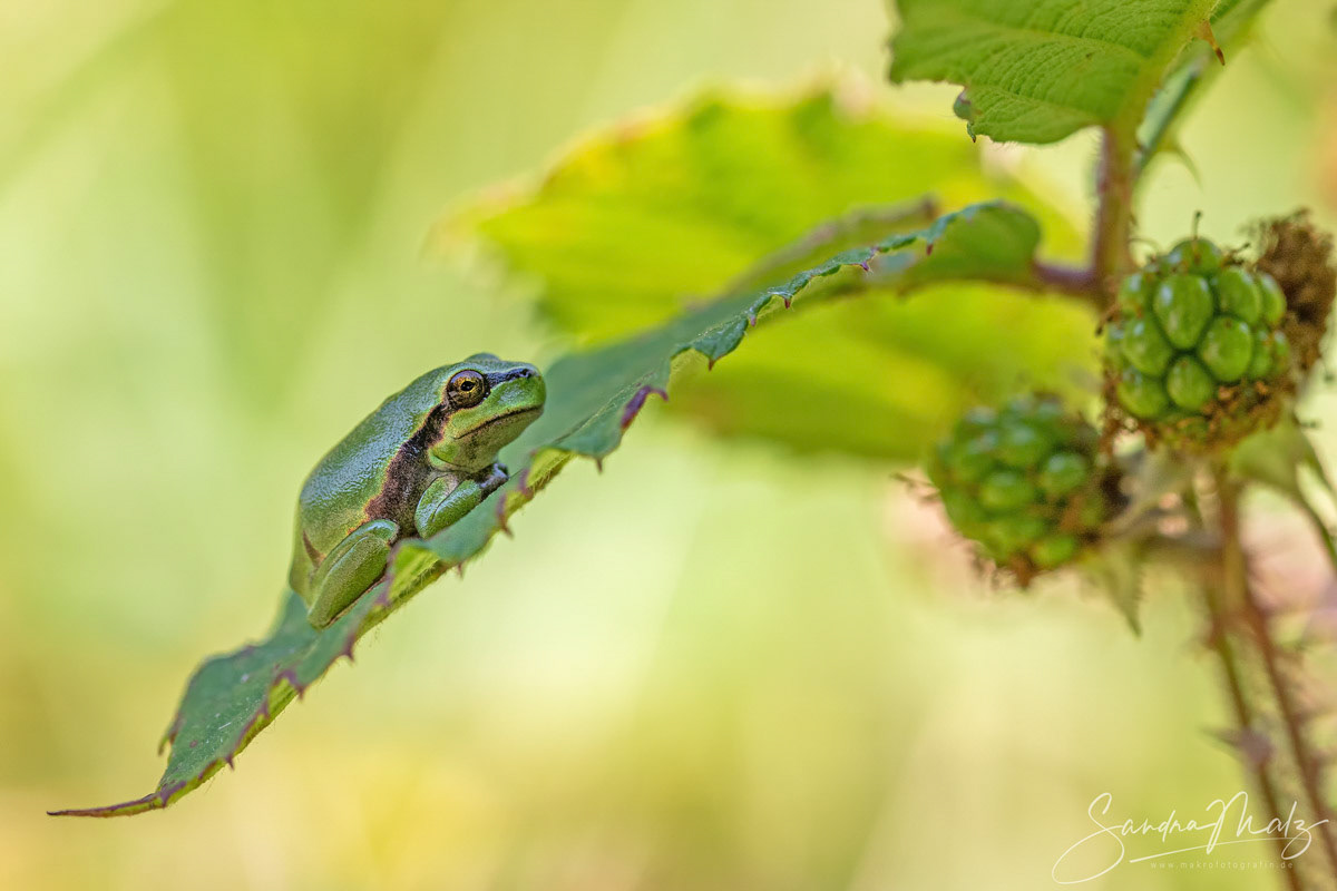 Europäischer Laubfrosch (Hyla arborea)