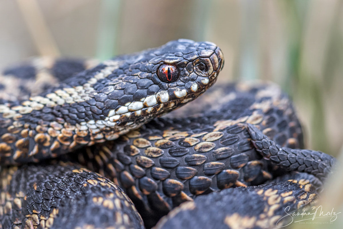 Kreuzotter (Vipera berus)