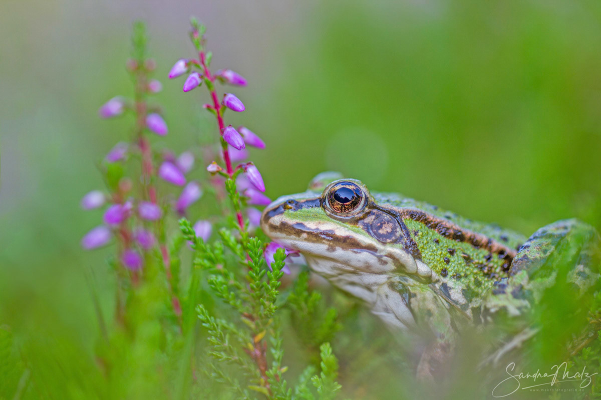 Grasfrosch (Rana temporaria)