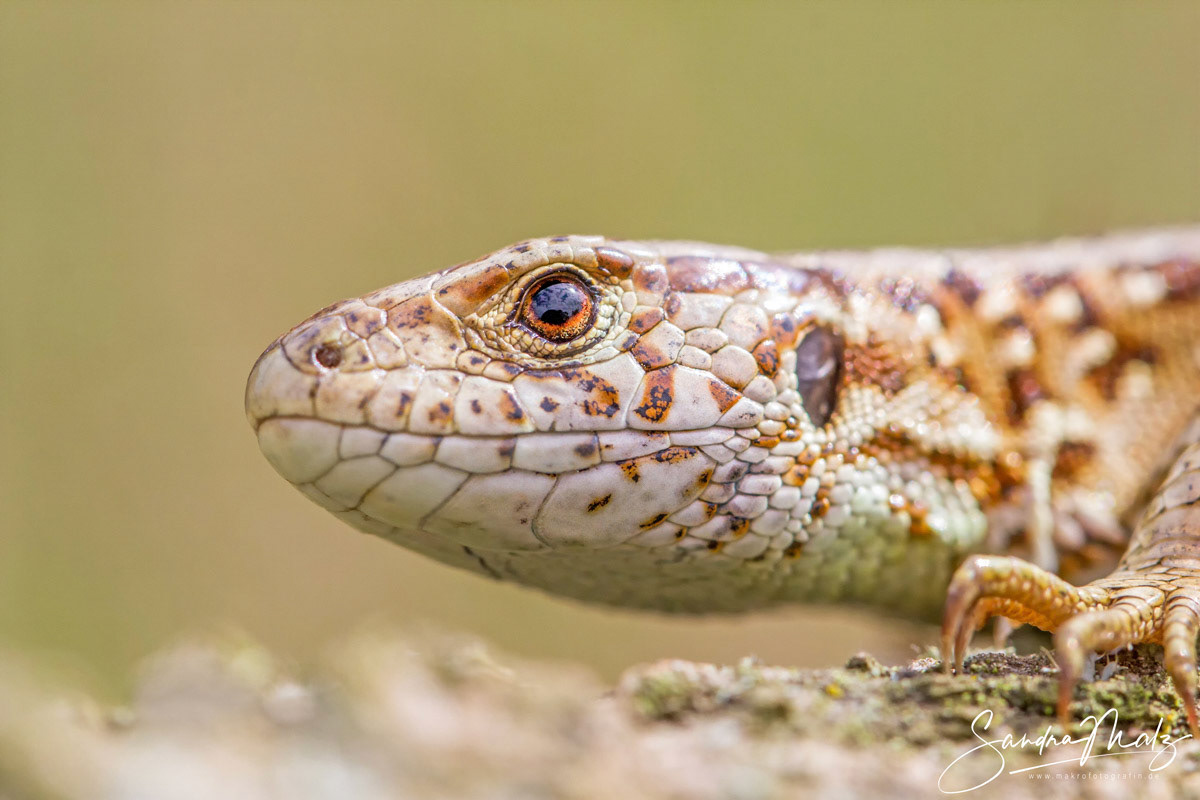 Zauneidechse (Lacerta agilis)