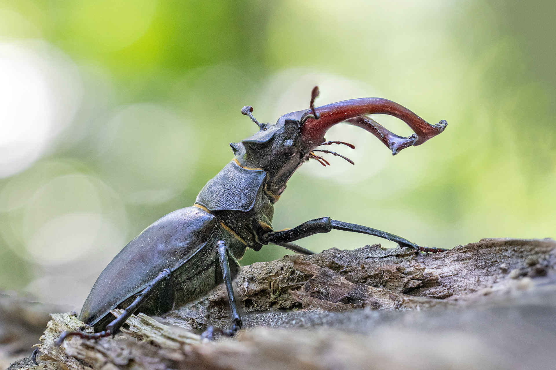 Hirschkäfer (Lucanus cervus)