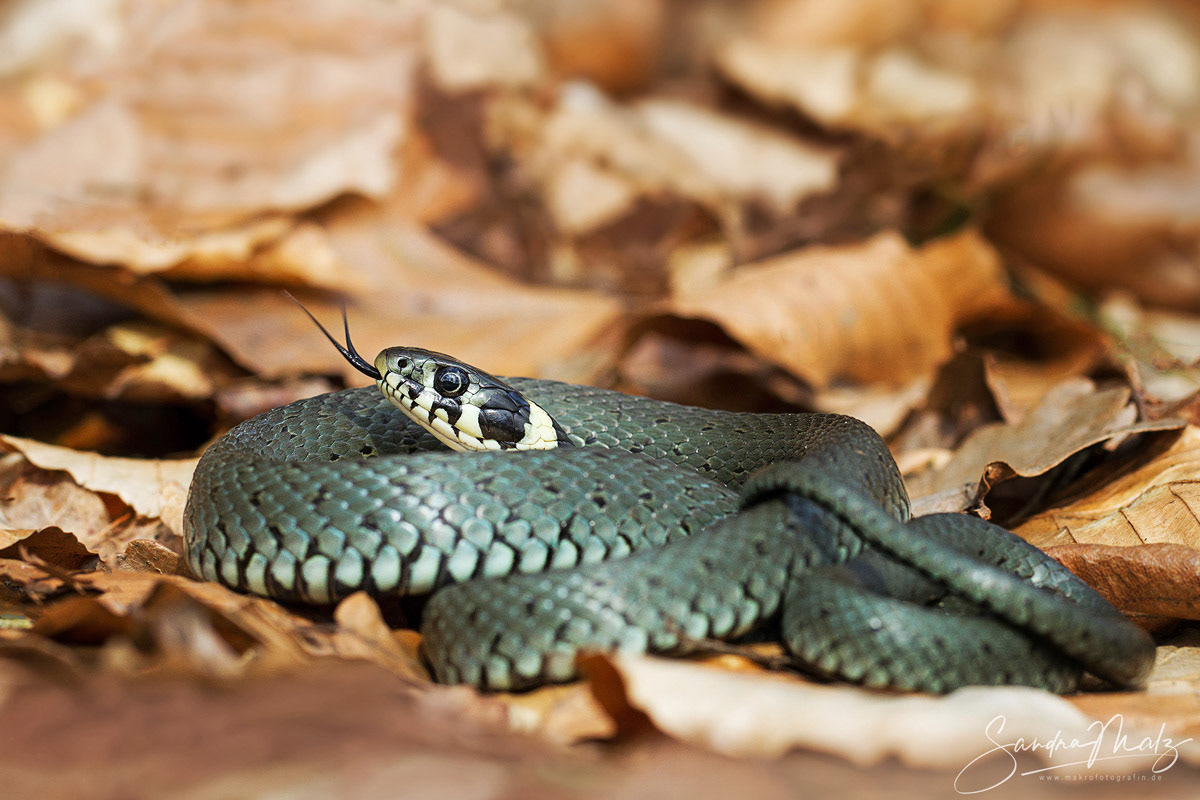 Ringelnatter (Natrix natrix)