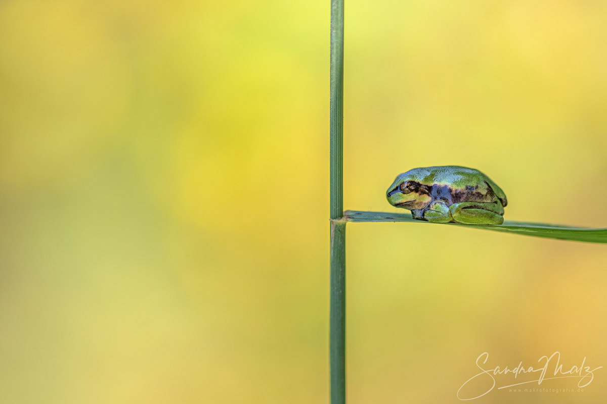 Europäischer Laubfrosch (Hyla arborea)