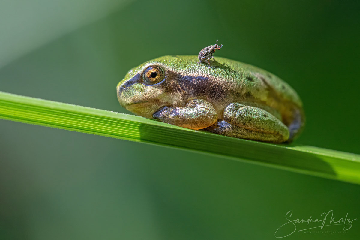 Europäischer Laubfrosch (Hyla arborea)