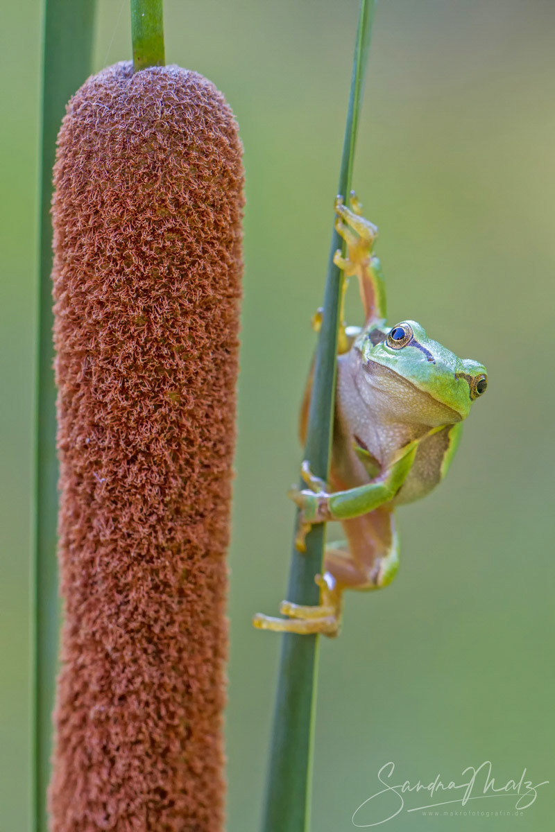 Europäischer Laubfrosch (Hyla arborea)