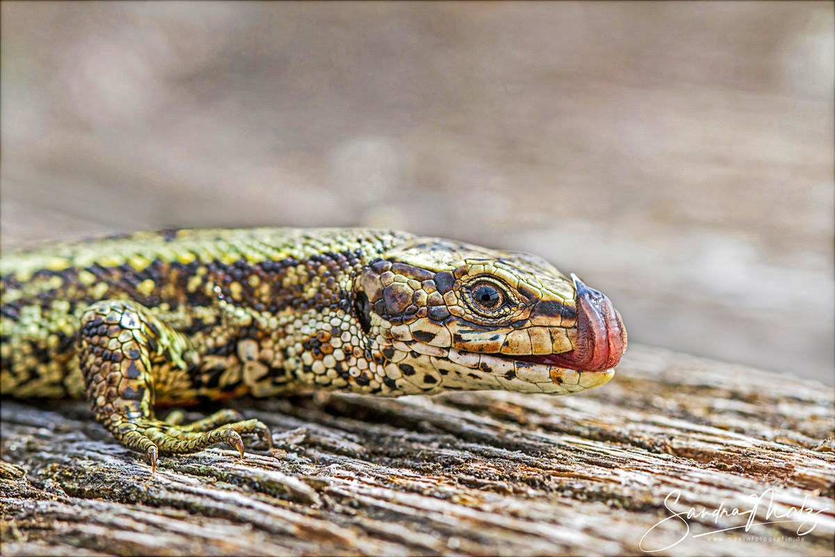 Mooreidechse (Zootoca vivipara)