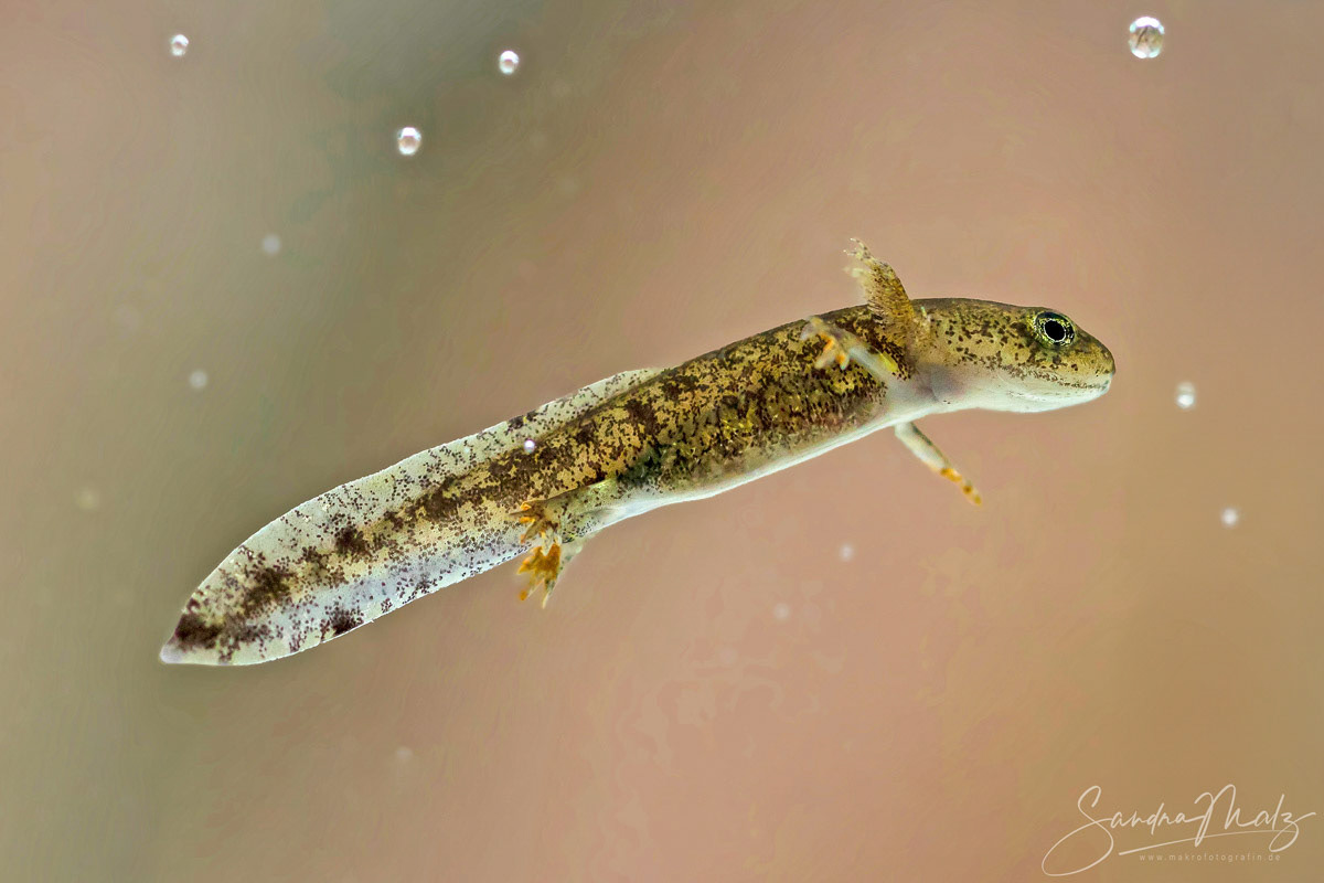 Feuersalamander Larve (Salamandra salamandra)
