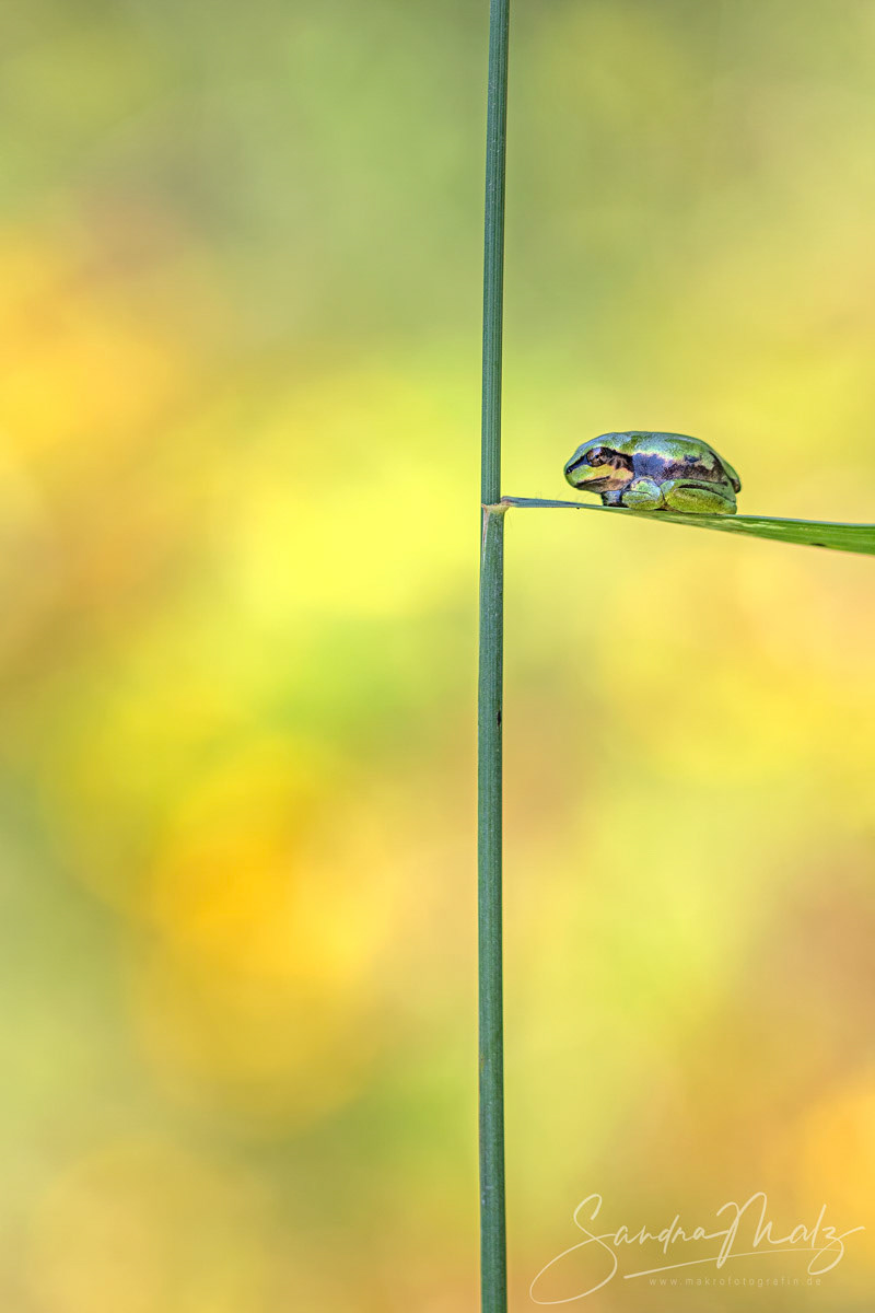 Europäischer Laubfrosch (Hyla arborea)
