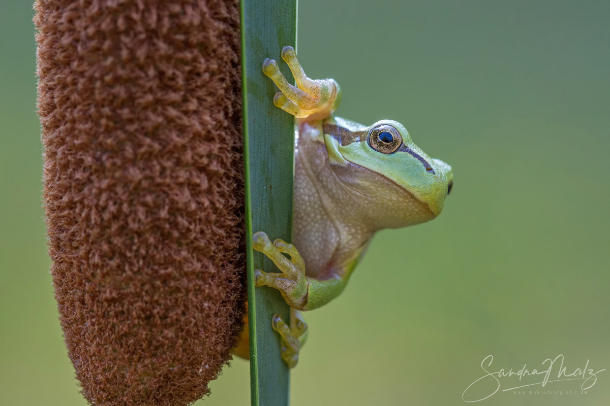 Europäischer Laubfrosch (Hyla arborea)
