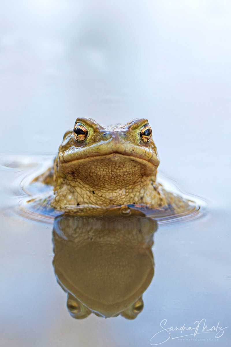 Erdkröte (Bufo bufo)
