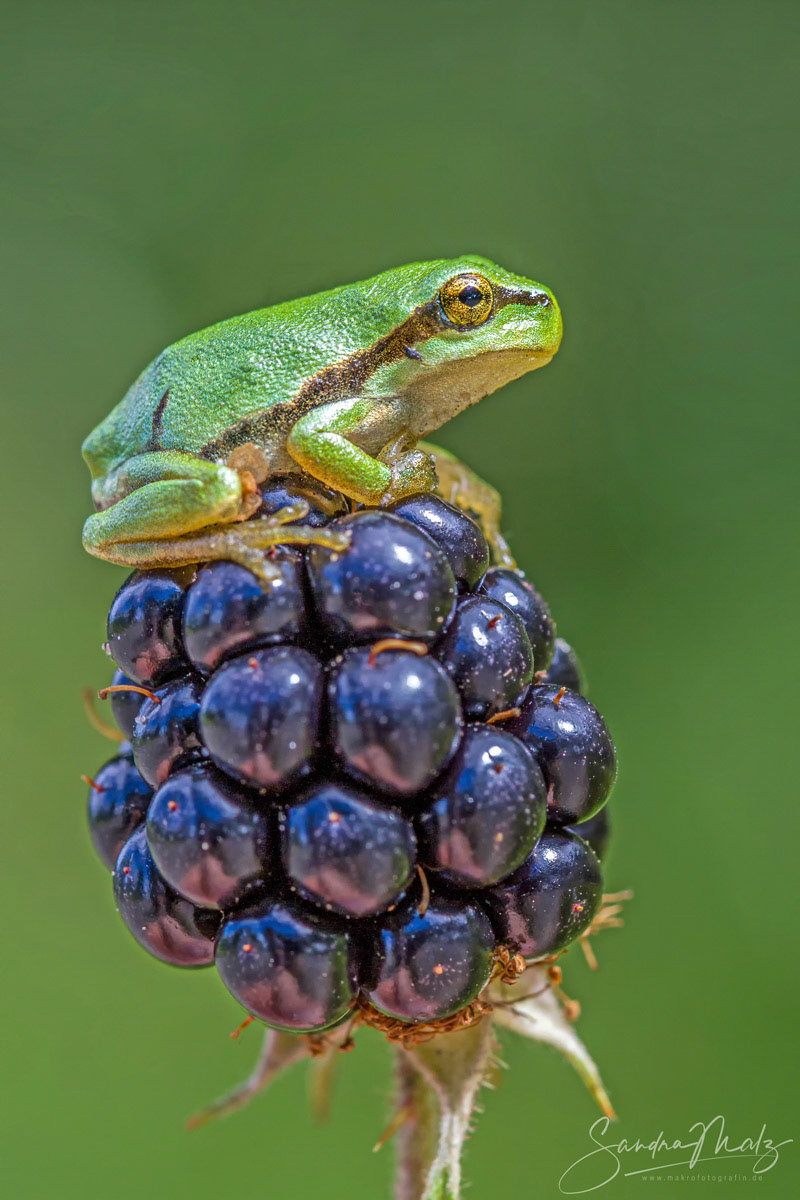 Europäischer Laubfrosch (Hyla arborea)