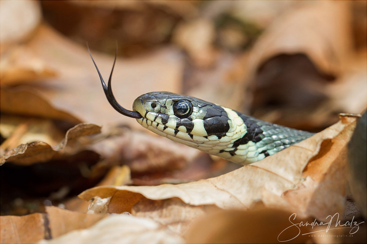 Ringelnatter (Natrix natrix)