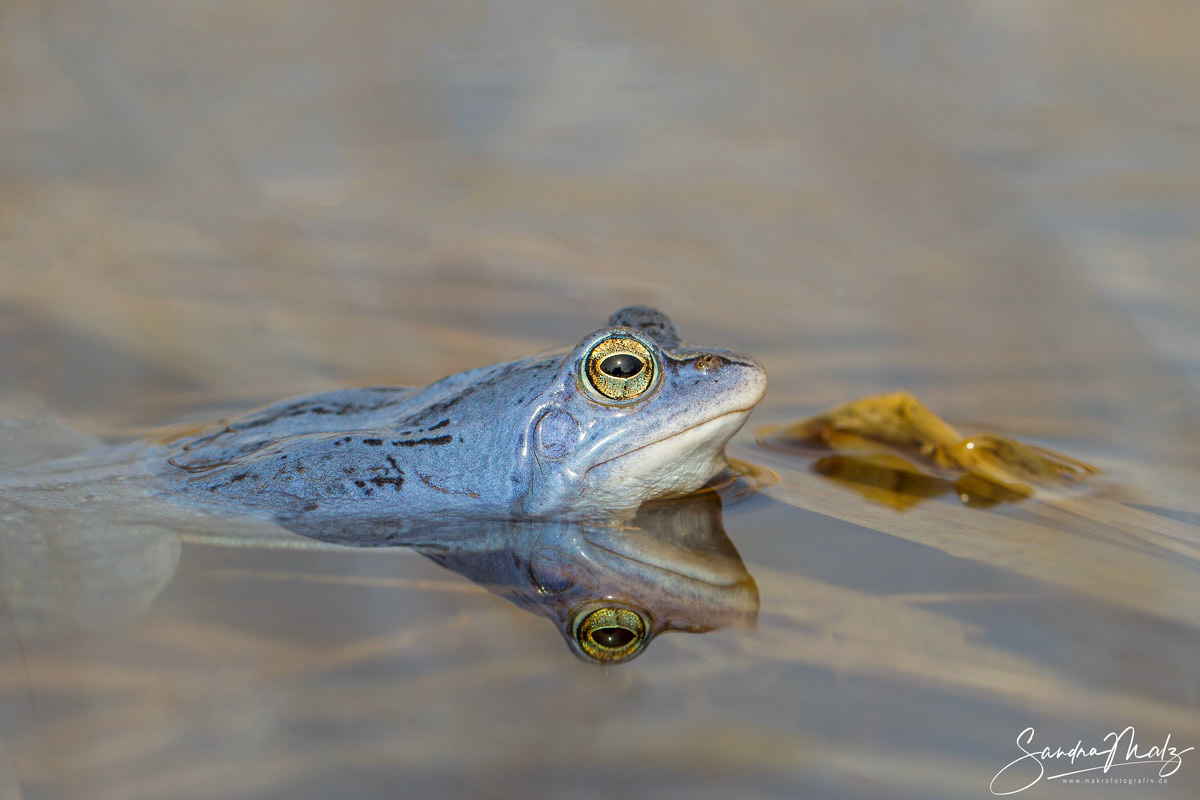 Moorfrosch (Rana arvalis)