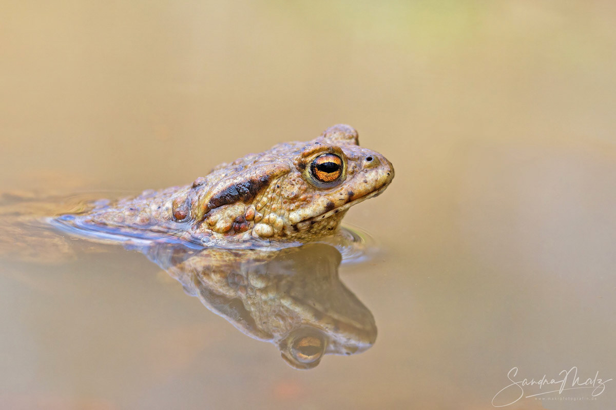 Erdkröte (Bufo bufo)