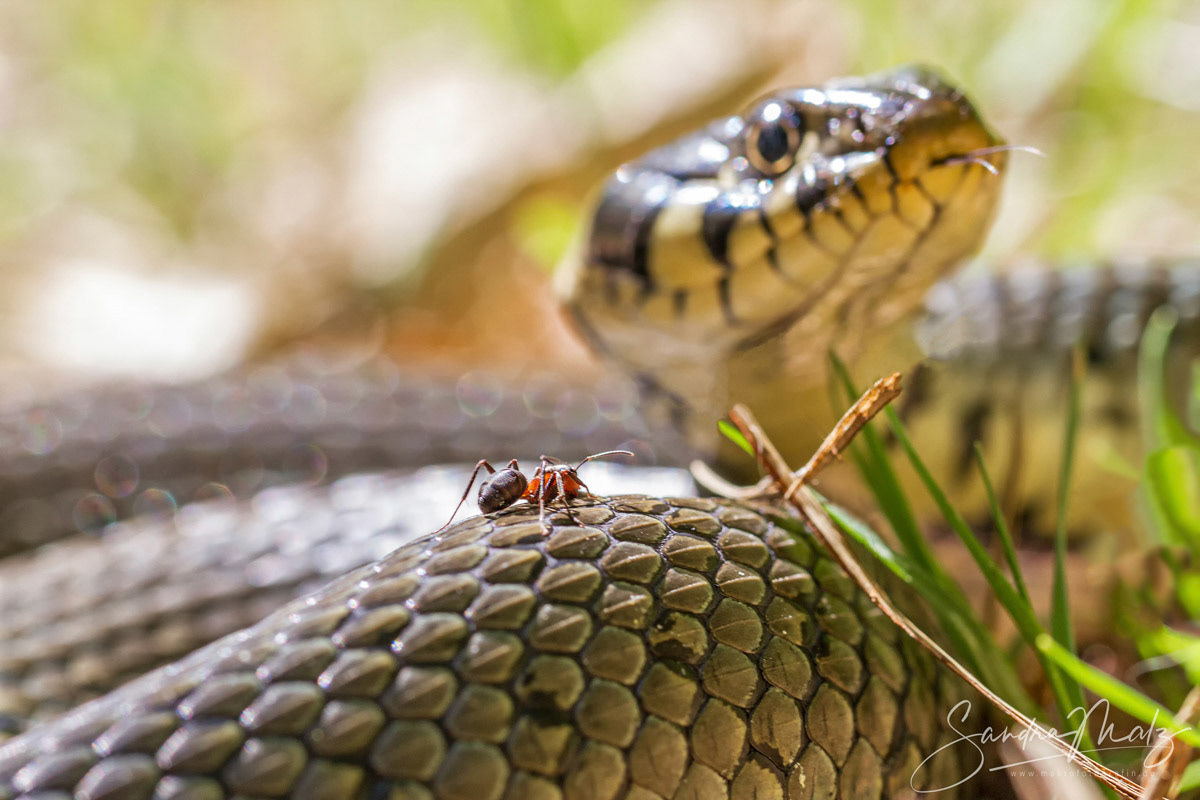 Ringelnatter (Natrix natrix)