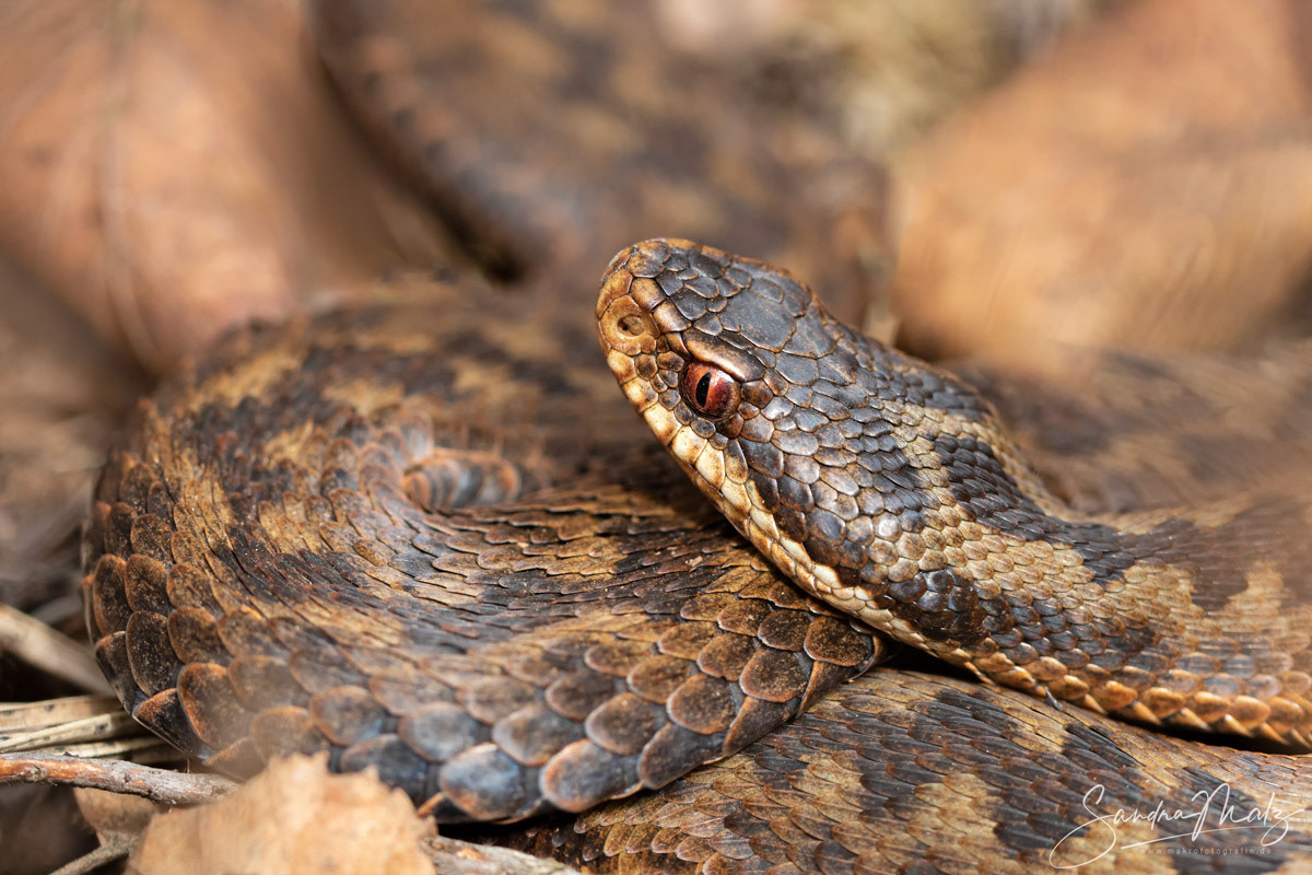 Kreuzotter (Vipera berus)