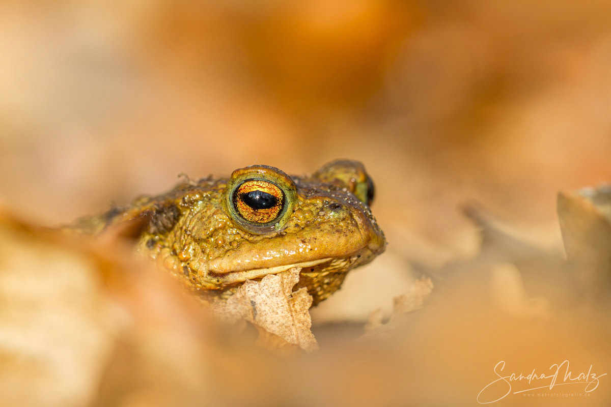Erdkröte (Bufo bufo)