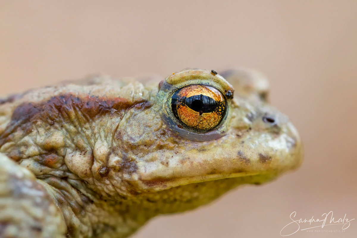 Erdkröte (Bufo bufo)
