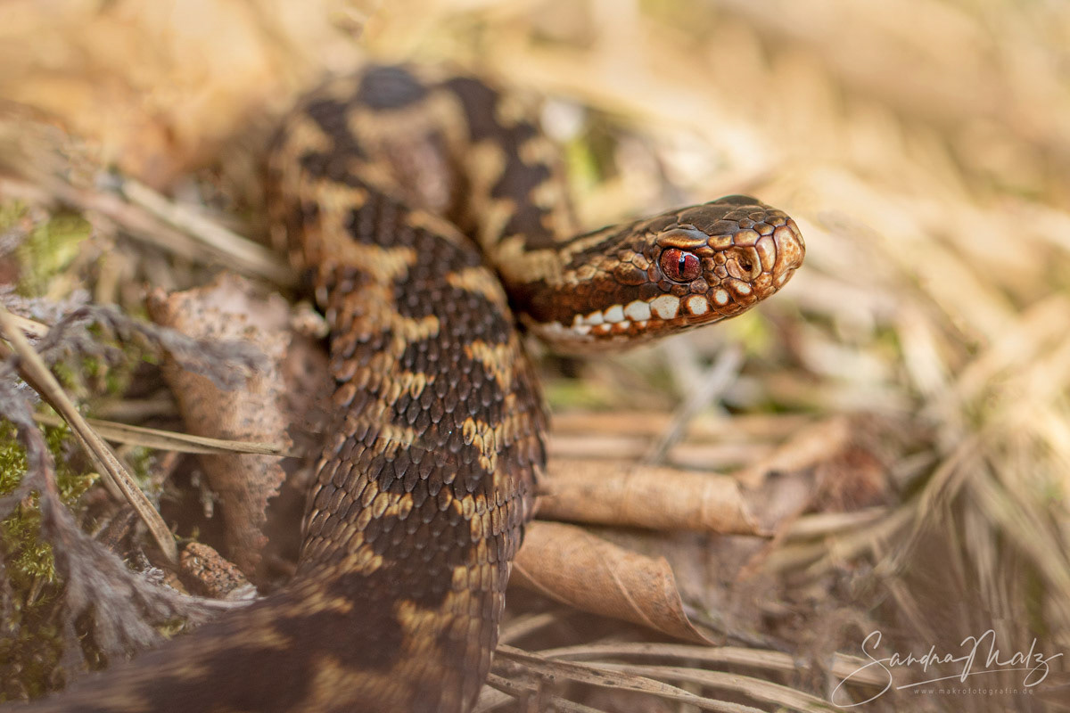 Kreuzotter (Vipera berus)