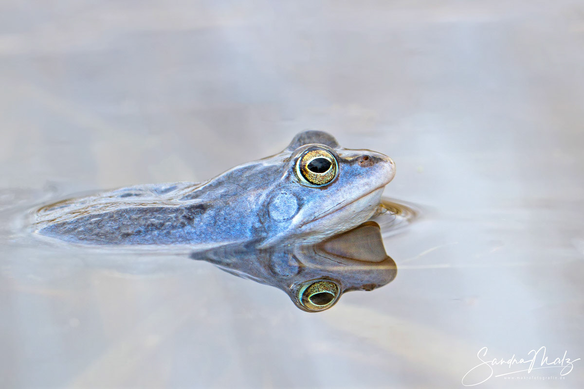 Moorfrosch (Rana arvalis)
