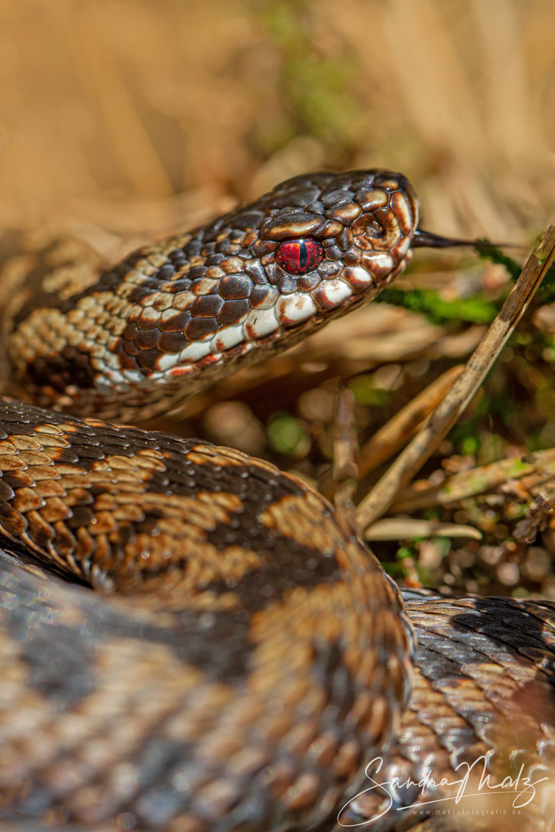 Kreuzotter (Vipera berus)