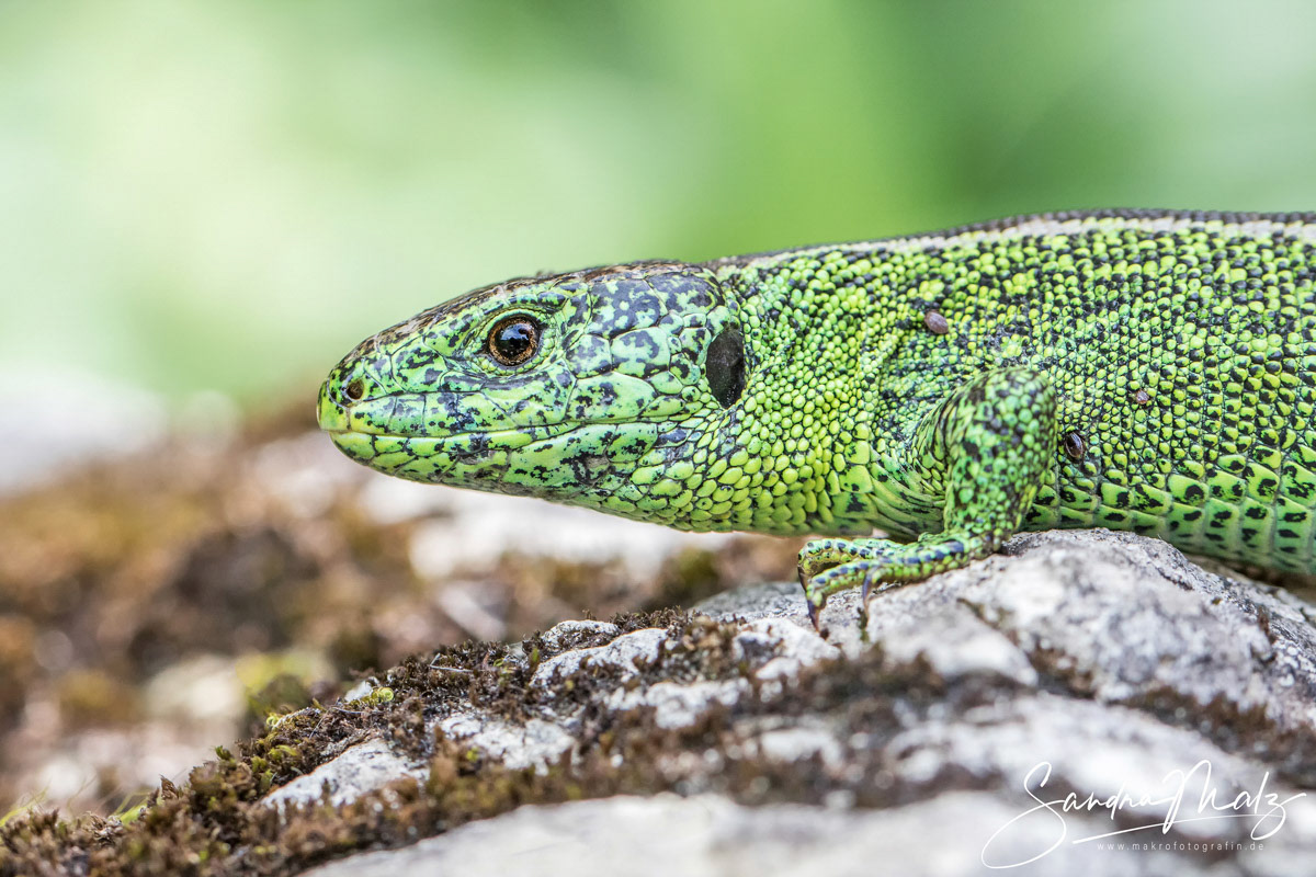 Zauneidechse (Lacerta agilis)