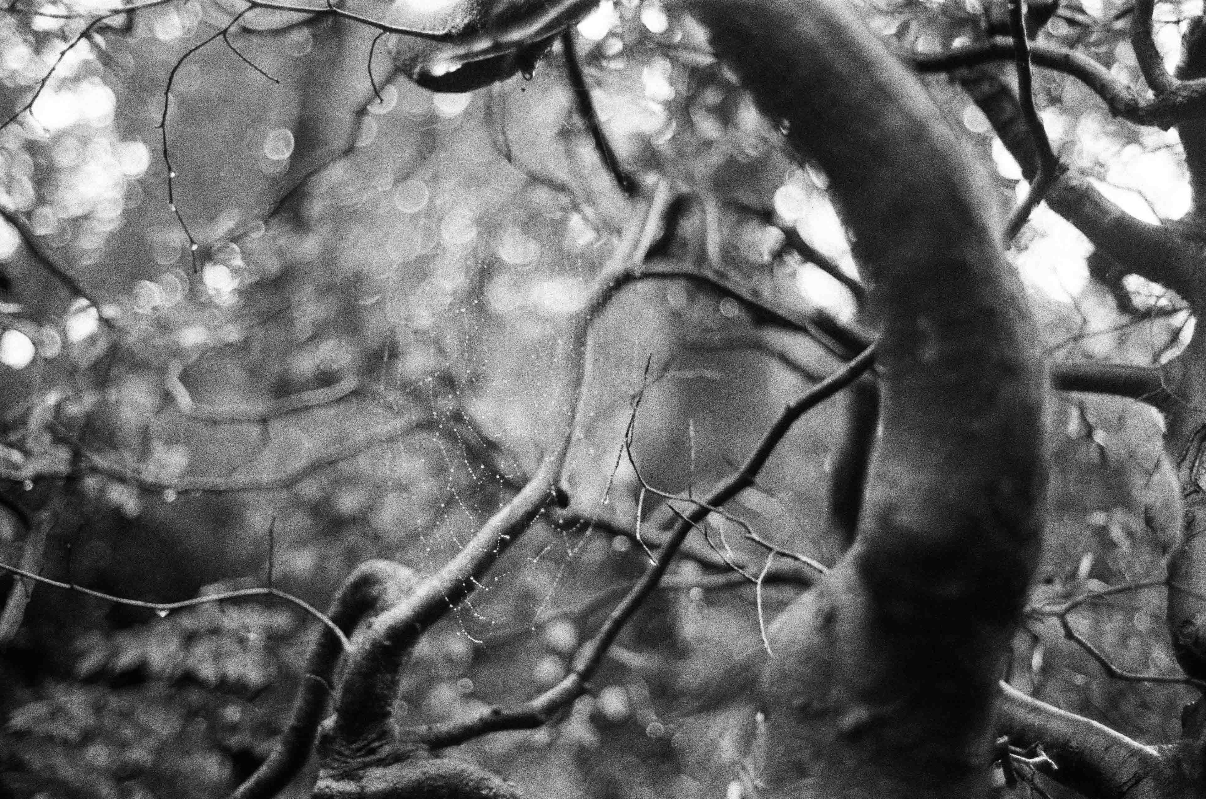 Geldrop, Netherlands '24 / Leitz Minolta CL | Tri-X 400