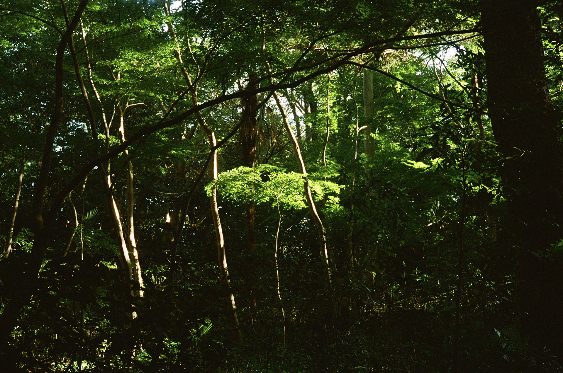 Kanazawa, Japan '23 / Leitz Minolta CL | Portra 800