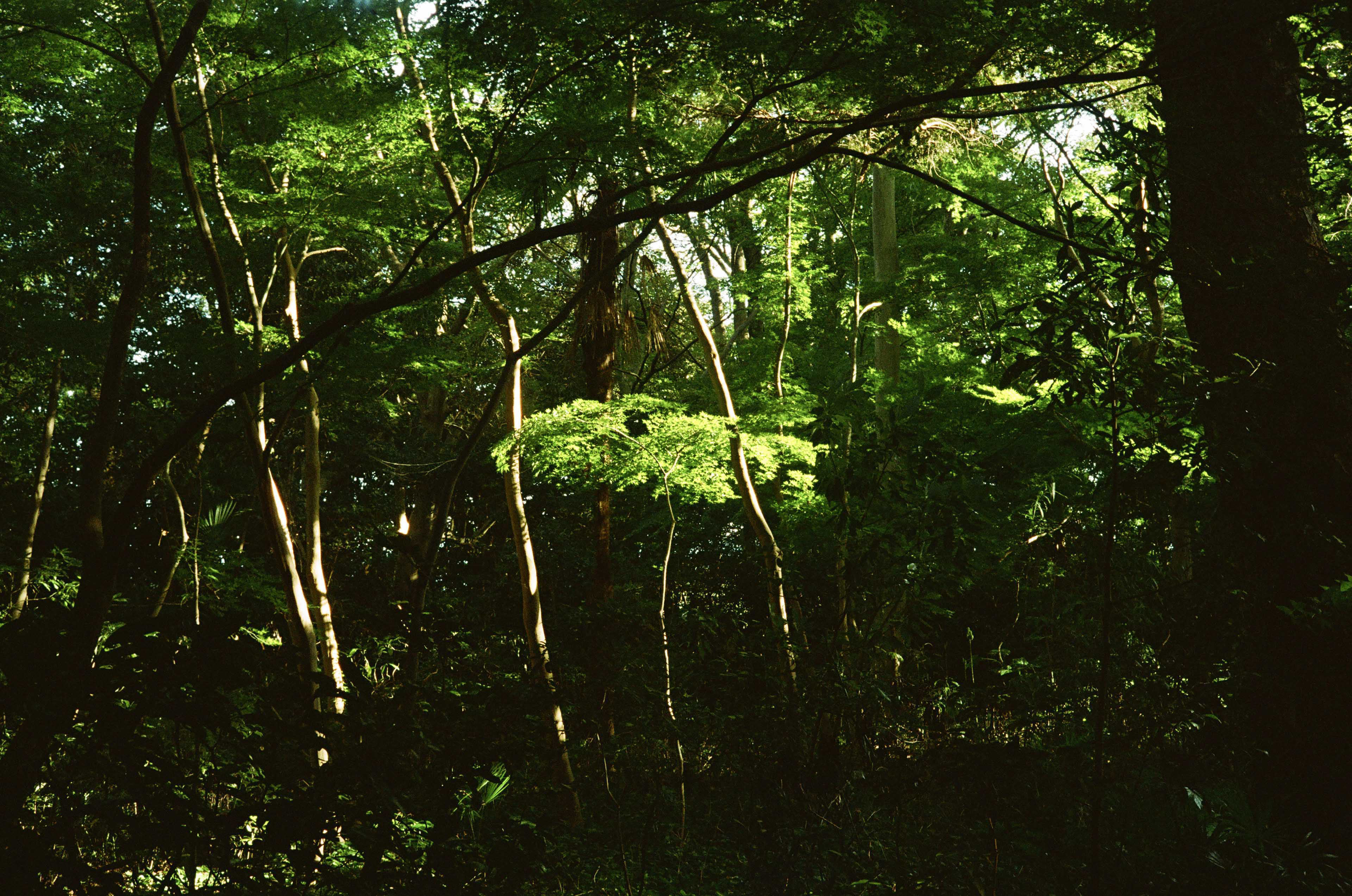 Kanazawa, Japan '23 / Leitz Minolta CL | Portra 800