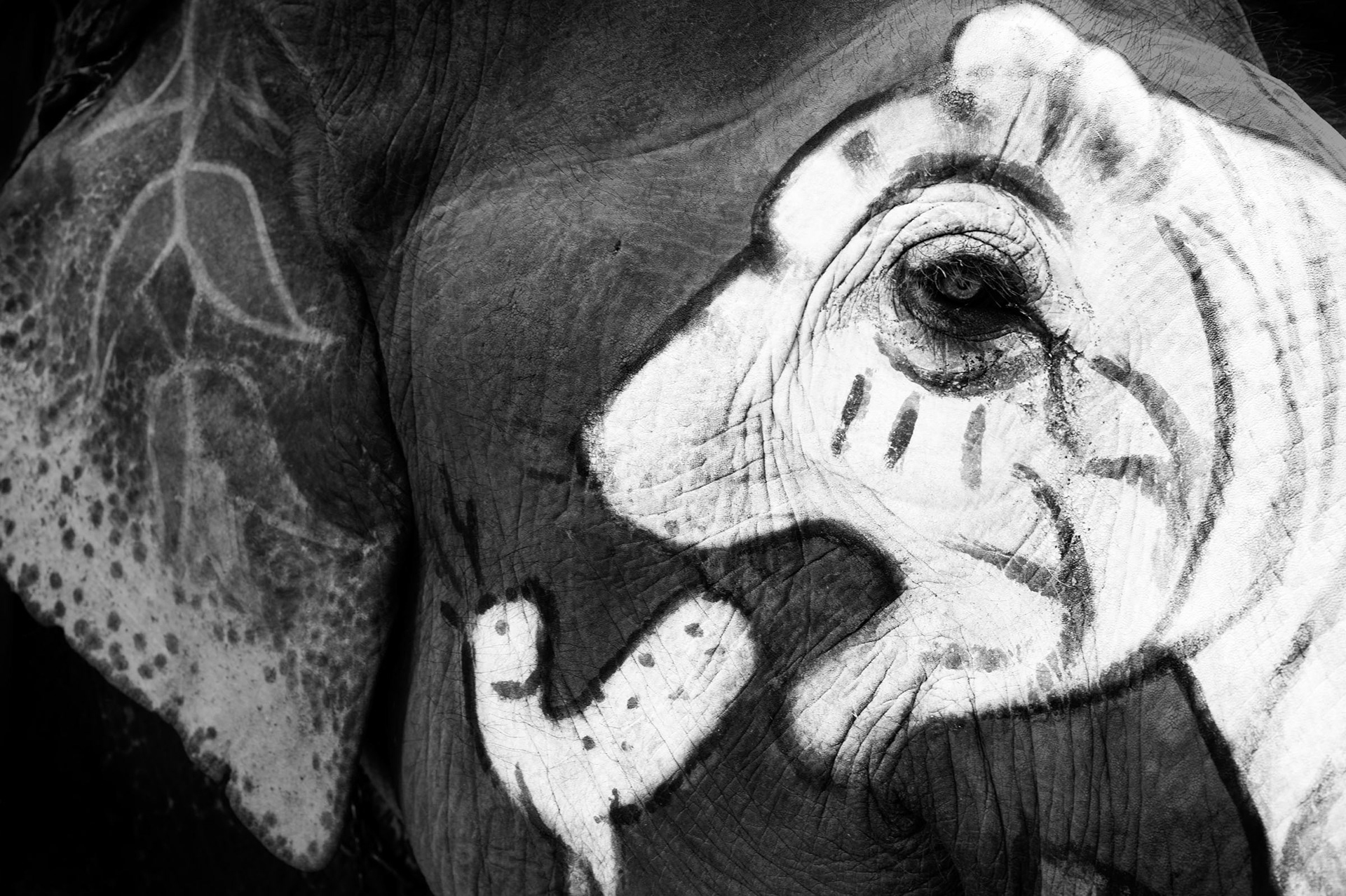 Tiger painted on the head of an elephant carrying tourists to Amber Fort. Amber Fort, India 2012