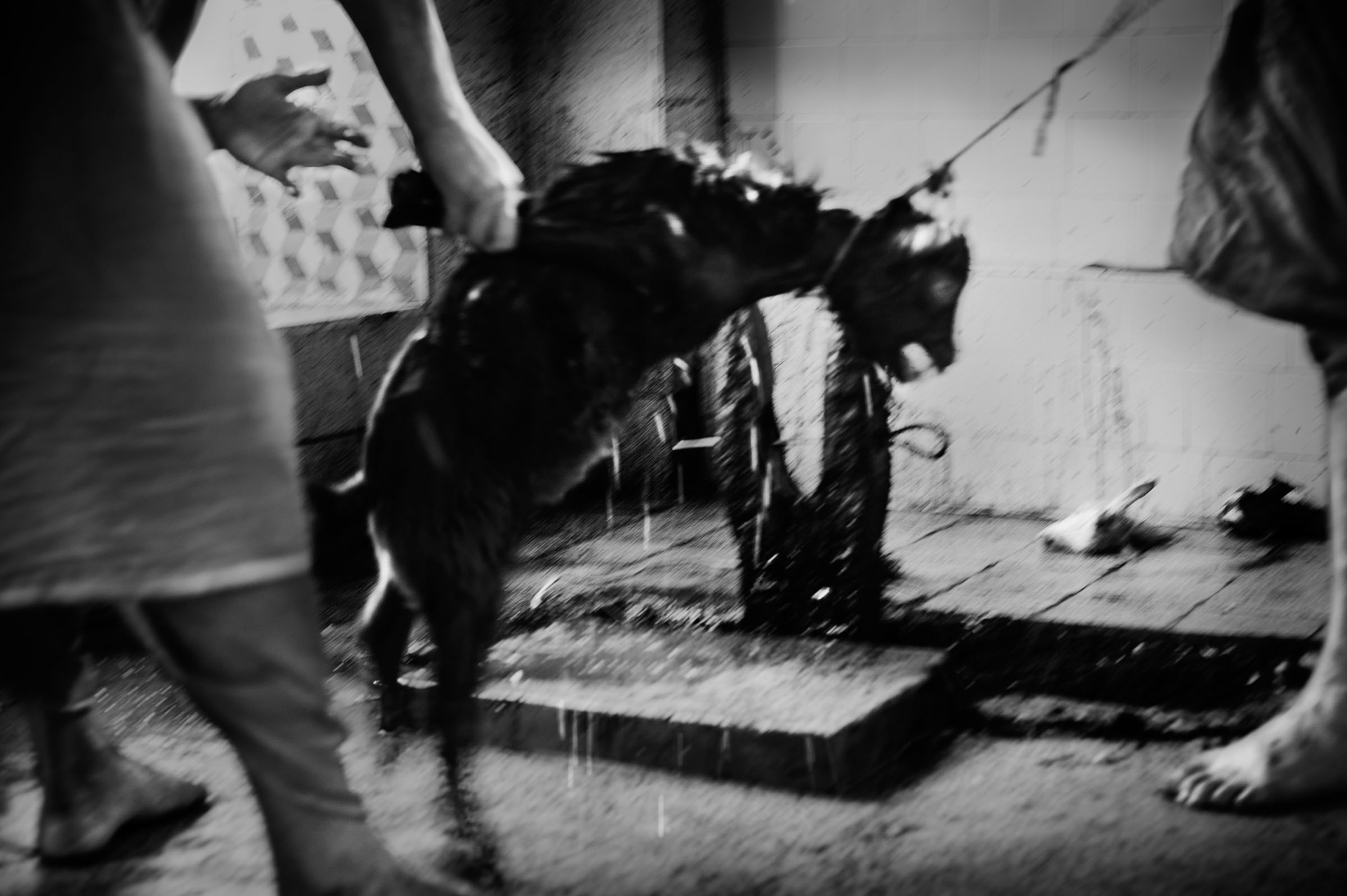 A goat shortly before decapitation as a sacrifice to Kamkya goddesses. Kamakhya temple, Guwahati, India 2012
