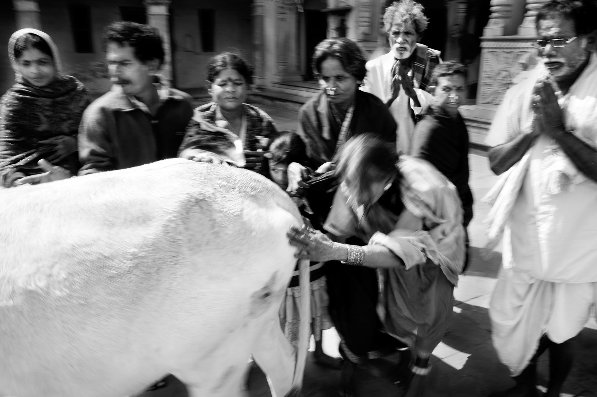 Devotees touch the sacred cow in the holy city of Ayodhya. Ayodhya, India 2012