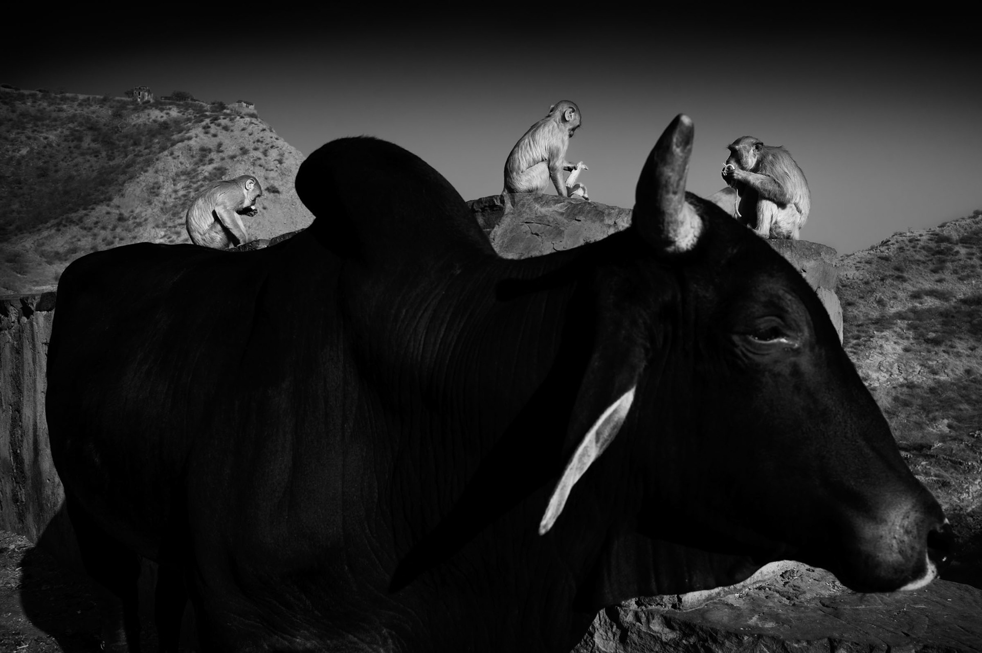 Monkeys eating bananas donated by devotees on the way to Galta Temple also known as the Monkey Temple. Jaipur, India 2012