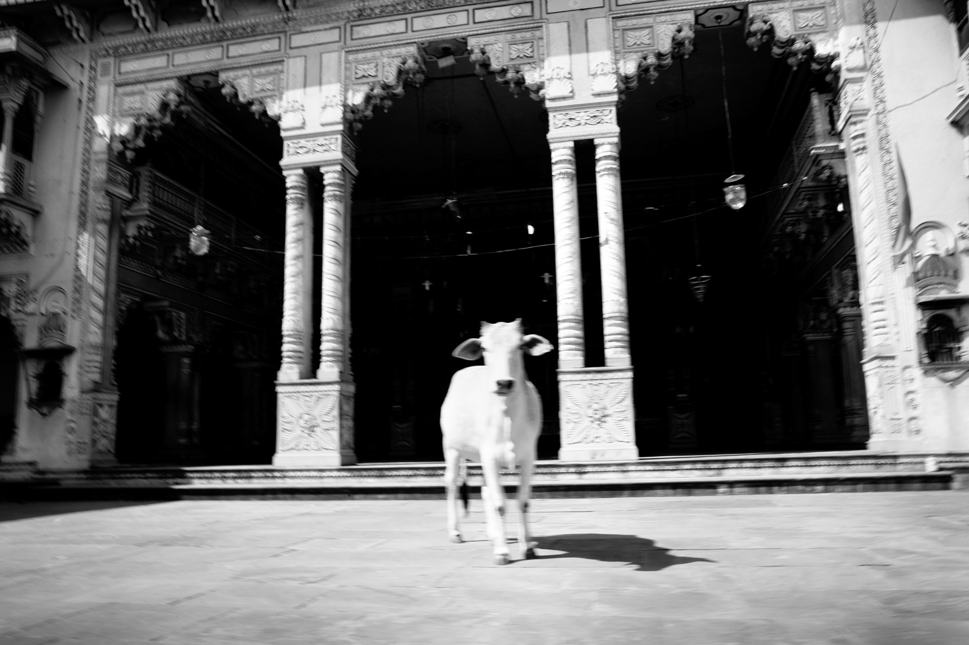 Sacred cow in front of a temple in the holy city of of Ayodhya. Ayodhya, India, 2012