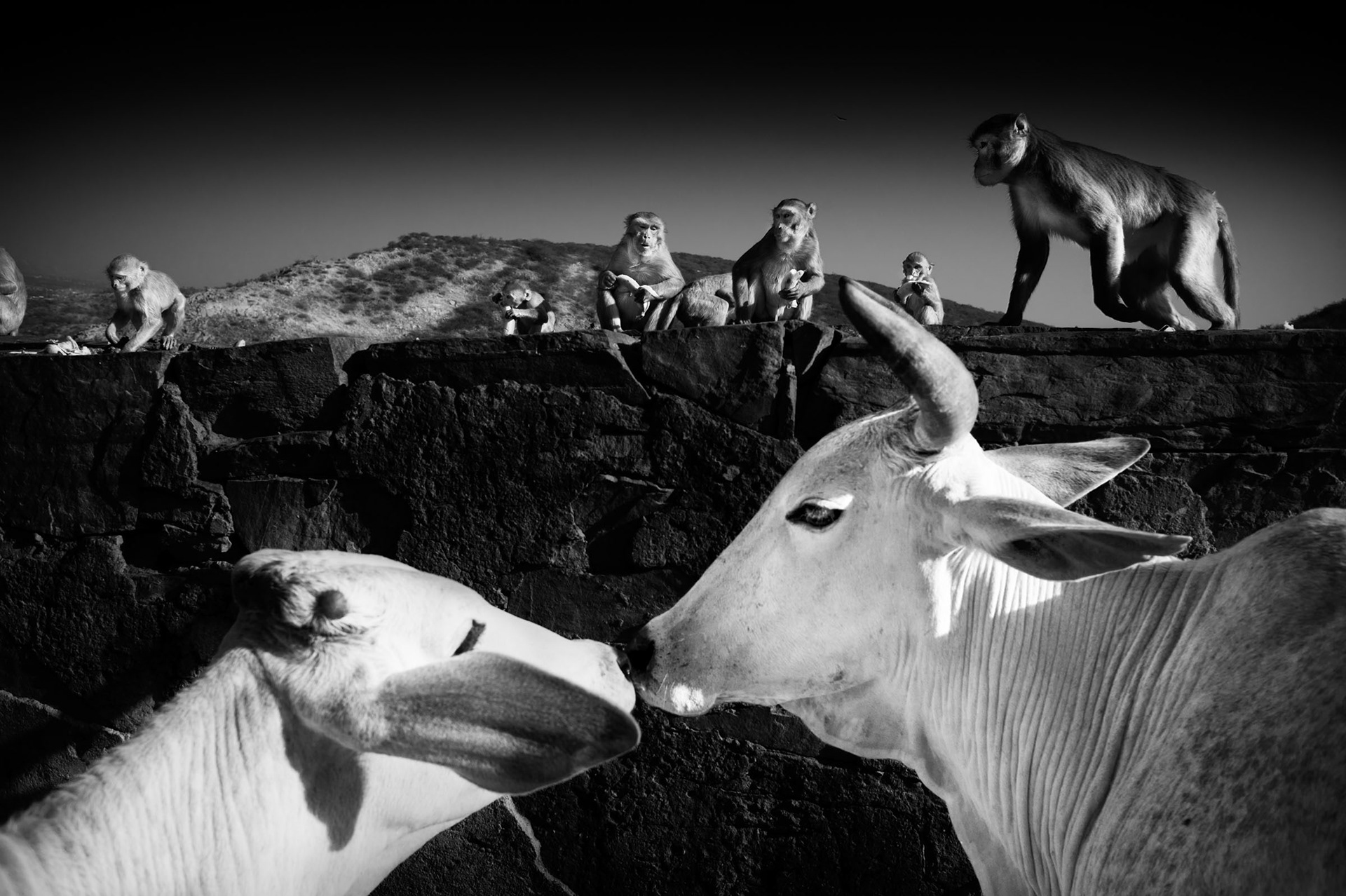 Monkeys and holy cows on the way to Galta Temple also known as the Monkey Temple. Jaipur, India 2012