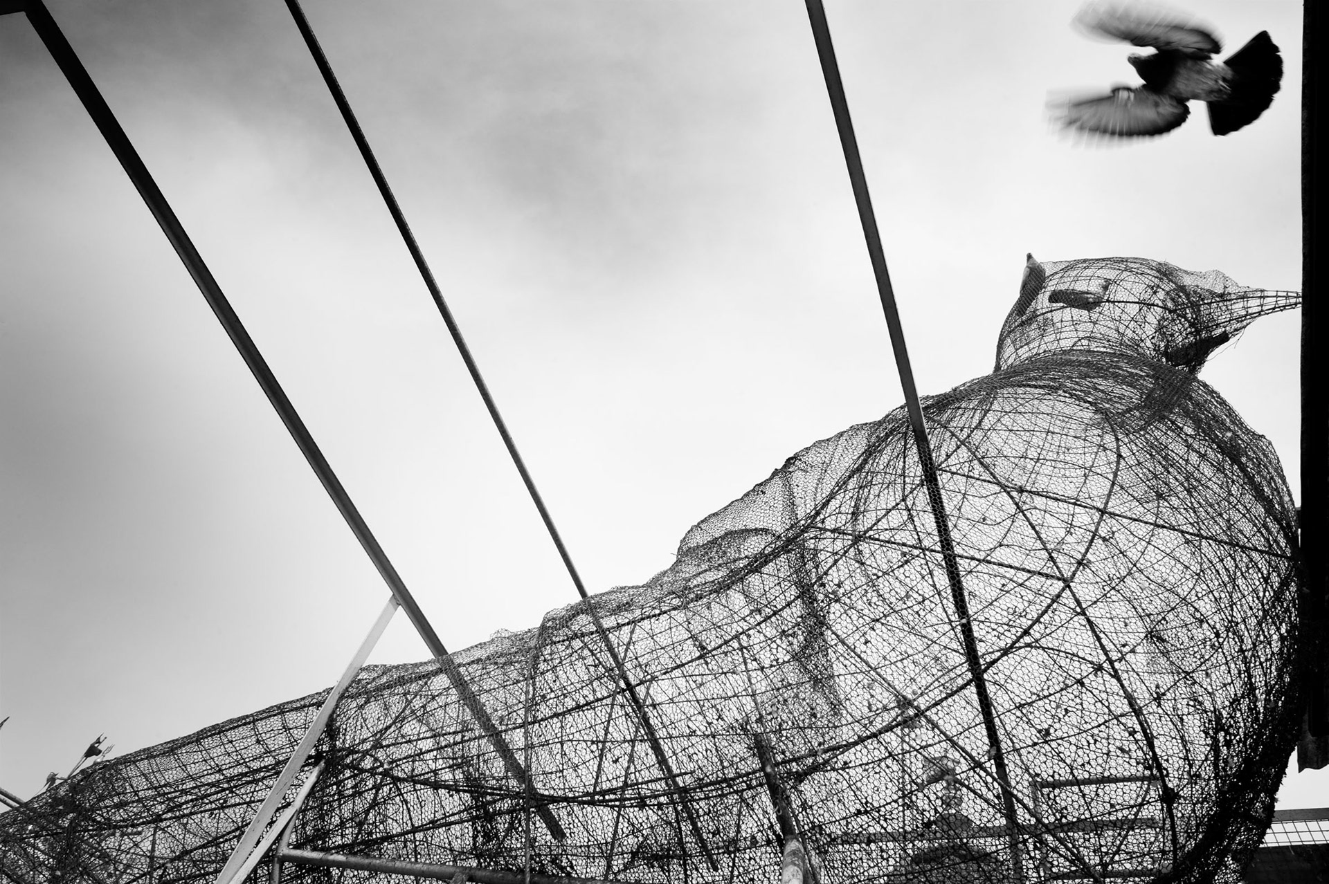 The roof of the bird hospital run by Jains. Old Delhi, India 2012