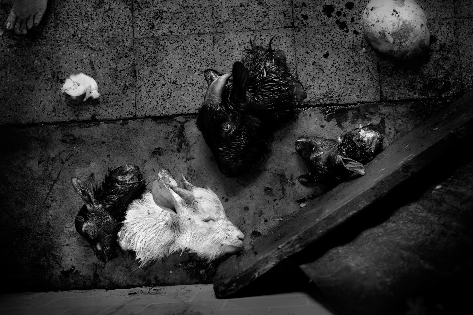 Heads of goats sacrificed in the Kamakhya Temple. Devotees come every morning with goats to offer to Shakti Guwahati, India 2012
