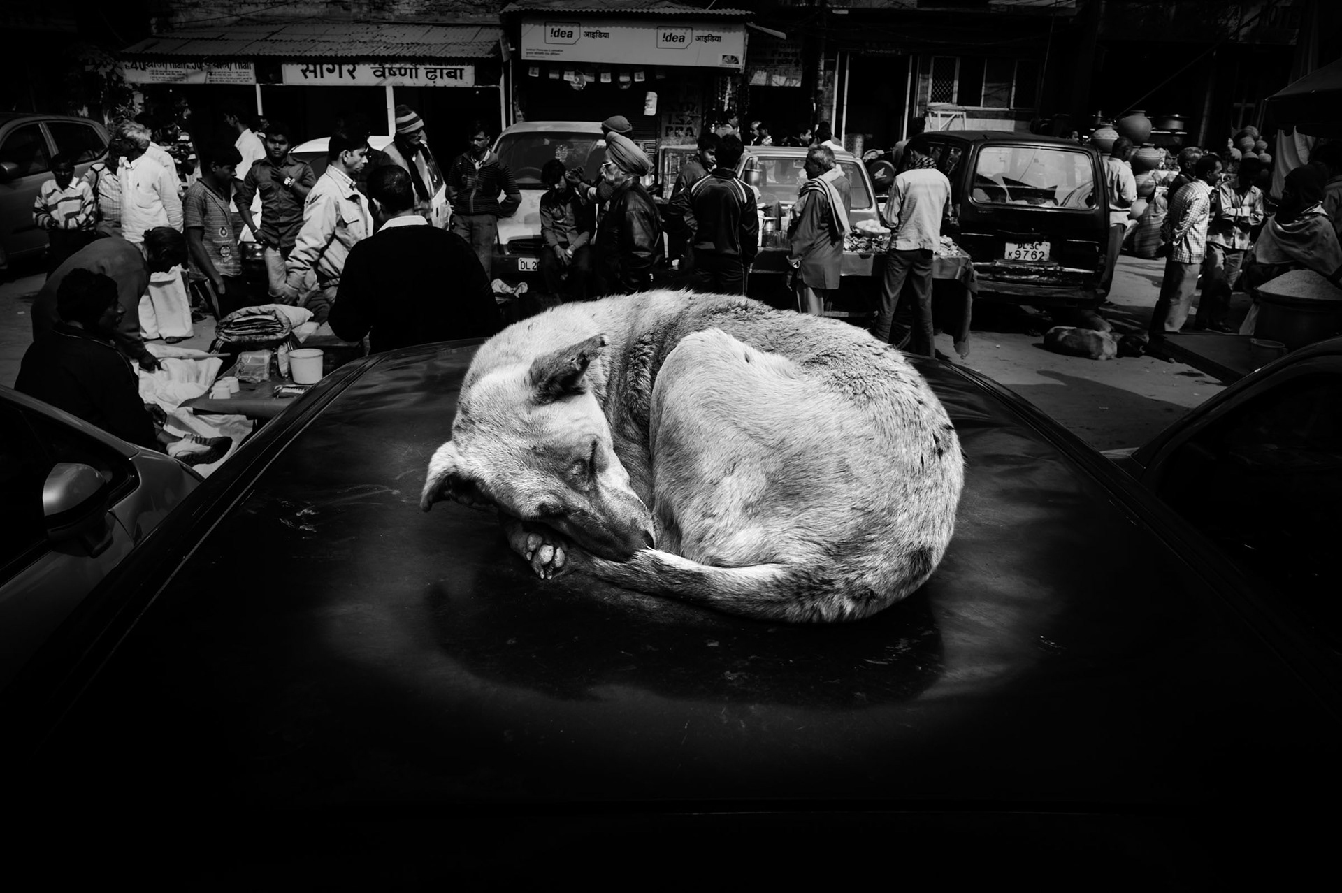 Dog sleeping on the roof of a car in Paharganj in New Delhi. Dogs in India are one of the least respected animals. New Delhi, India 2012