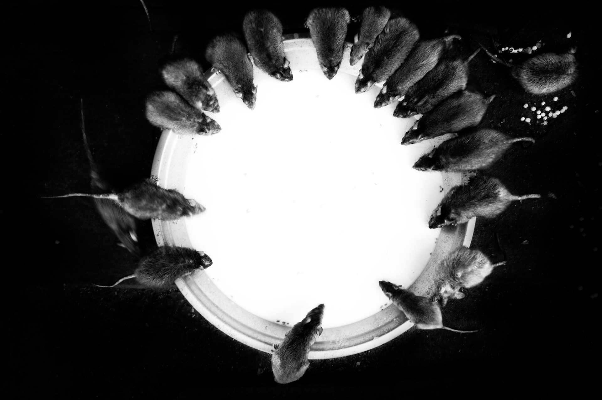Holy rats drinking milk donated by devotees in Karni Mata temple (Temple of Rats), believing that they will be reincarnated as holy man. Eating food that has been touched by the rat is considered a blessing. Deshnok, India 2012