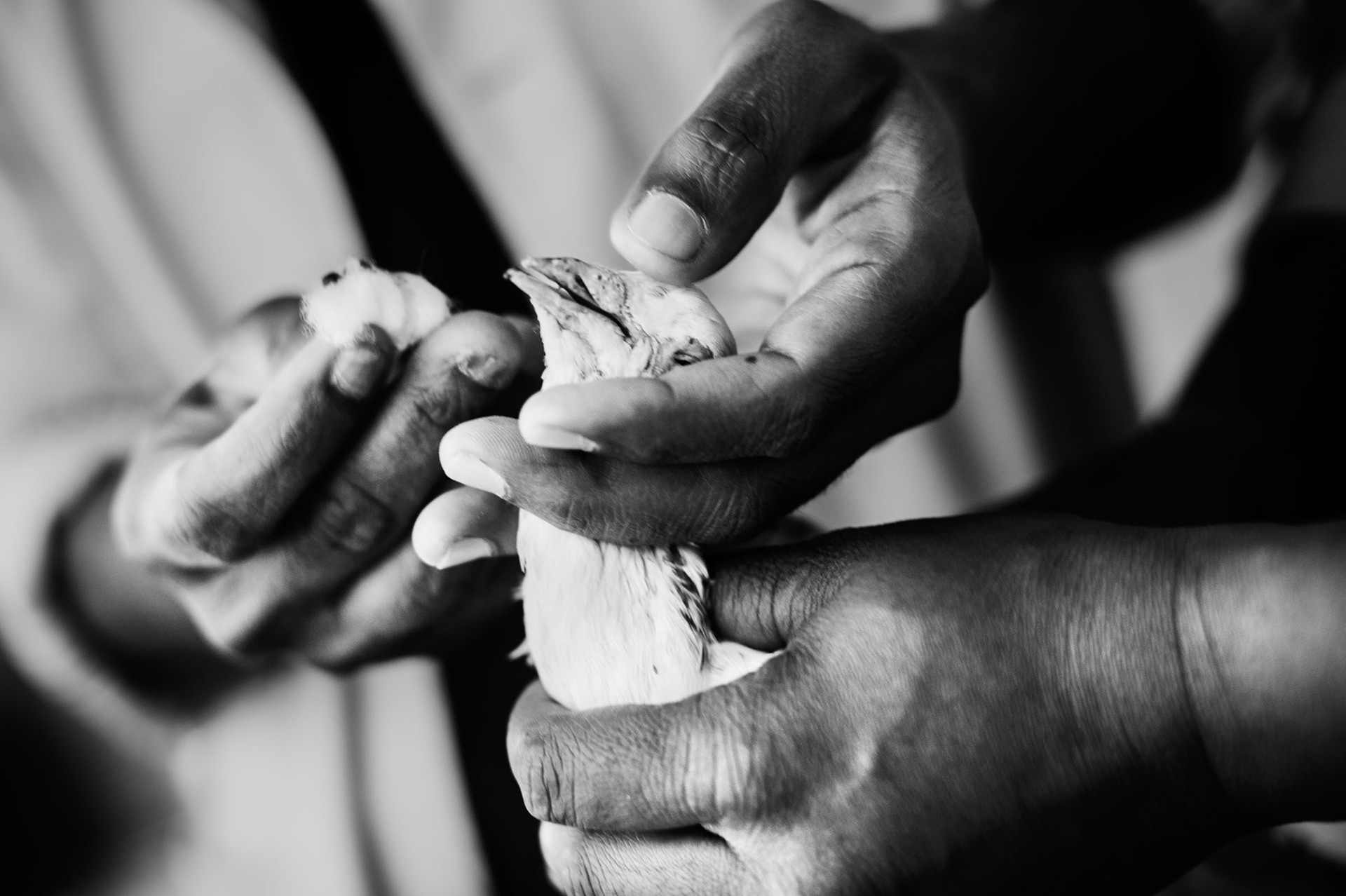 Wounded bird being treated in a bird hospital run by Jains. Old Delhi, India 2012