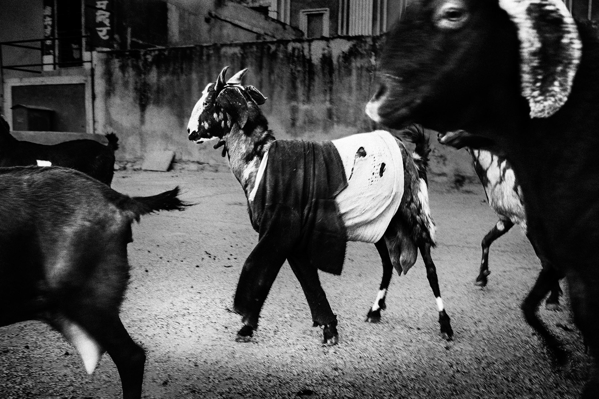 Dressed goats running around the streets of Jaipur. Jaipur, India 2012