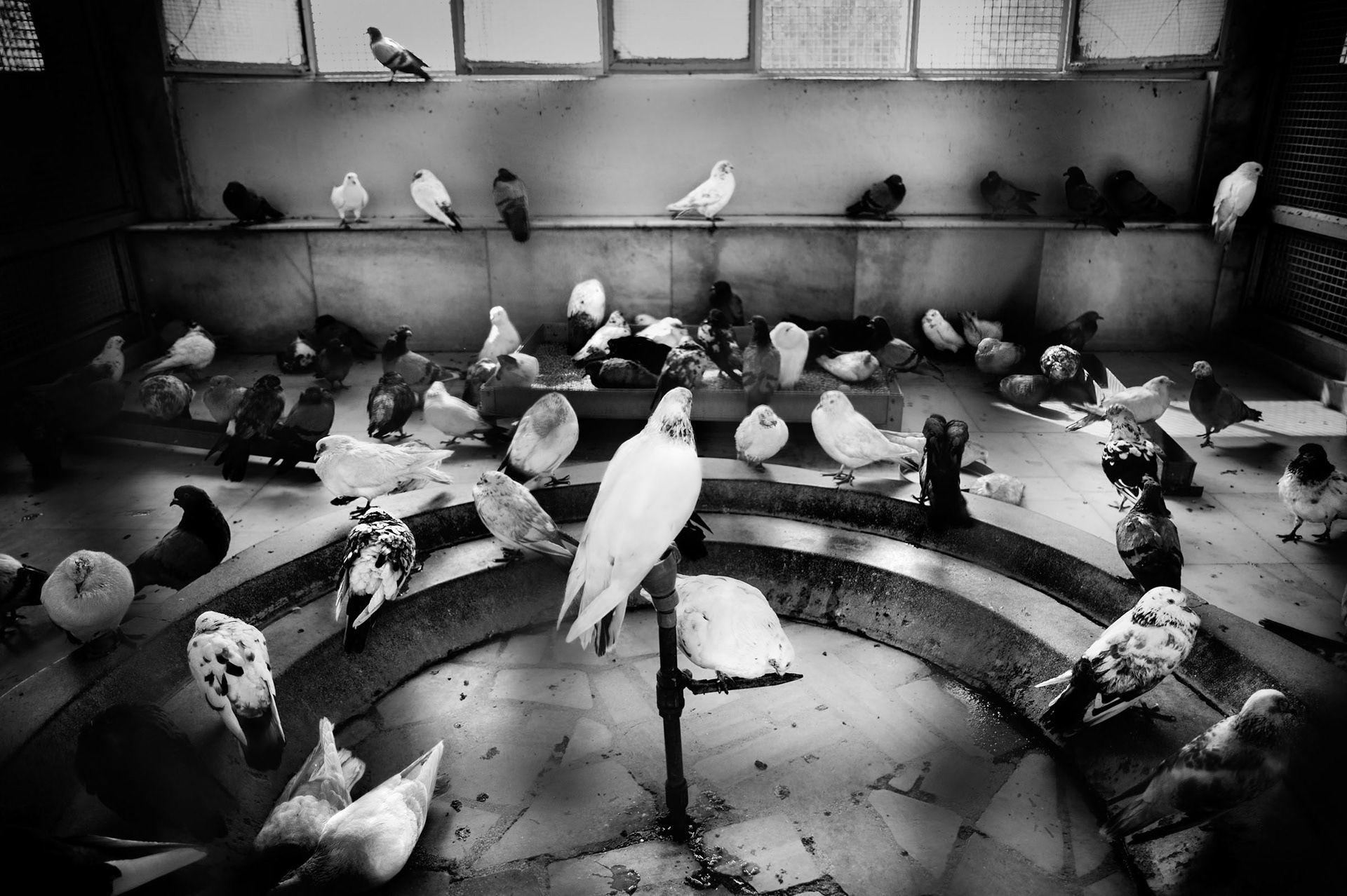 Bird hospital run by Jains. Old Delhi, India 2012