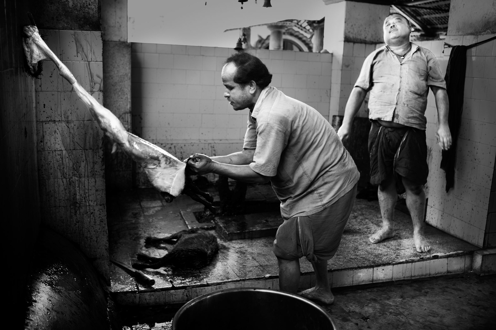 Kamakhya temple, place of submission of goats in the sacrifice of the goddess Kamakhya. Goats are being sacrificed by decapitation. Guwahati, India 2012