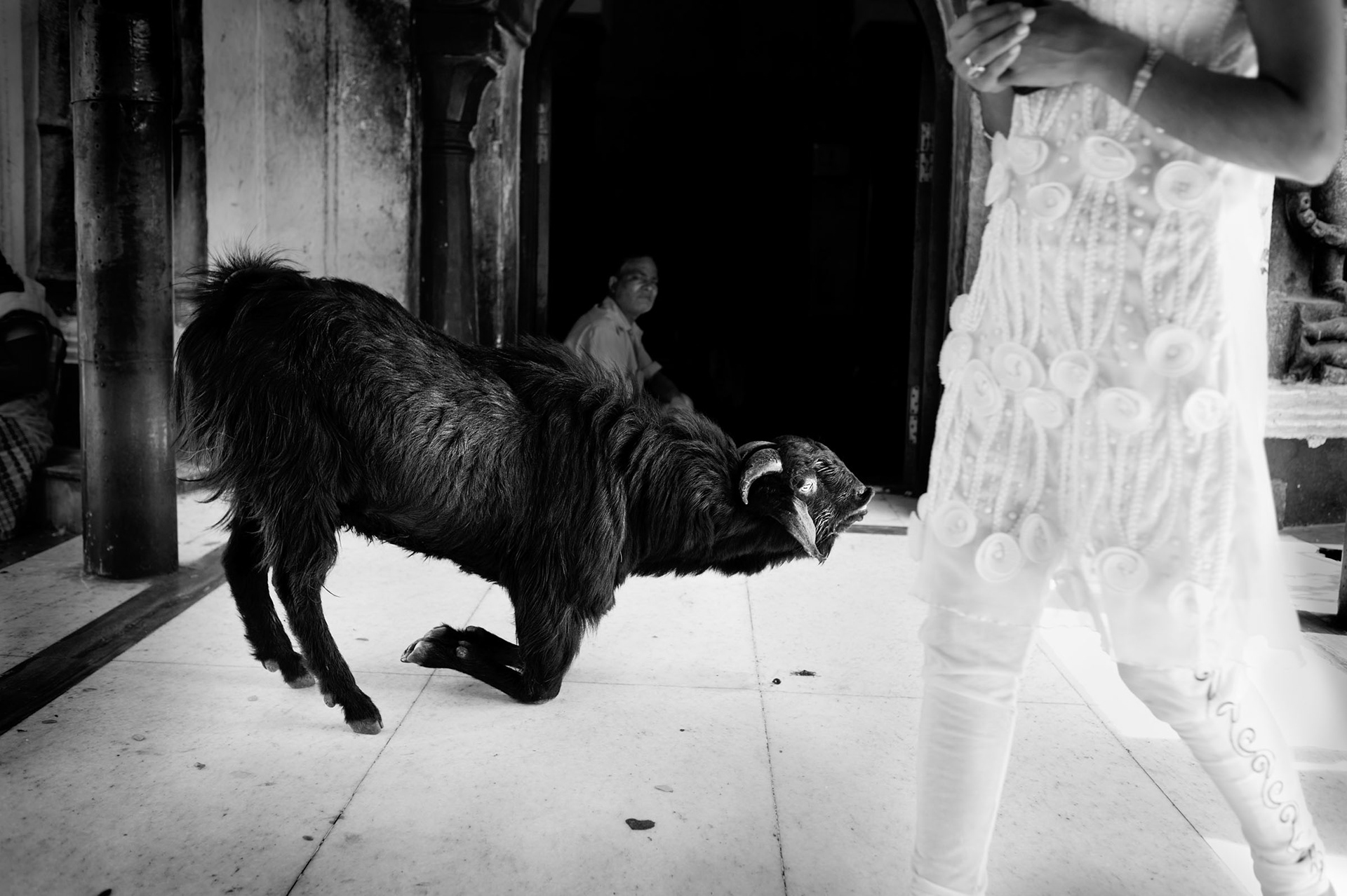 Kamakhya temple, place of submission of goats in the sacrifice. Guwahati, India 2012