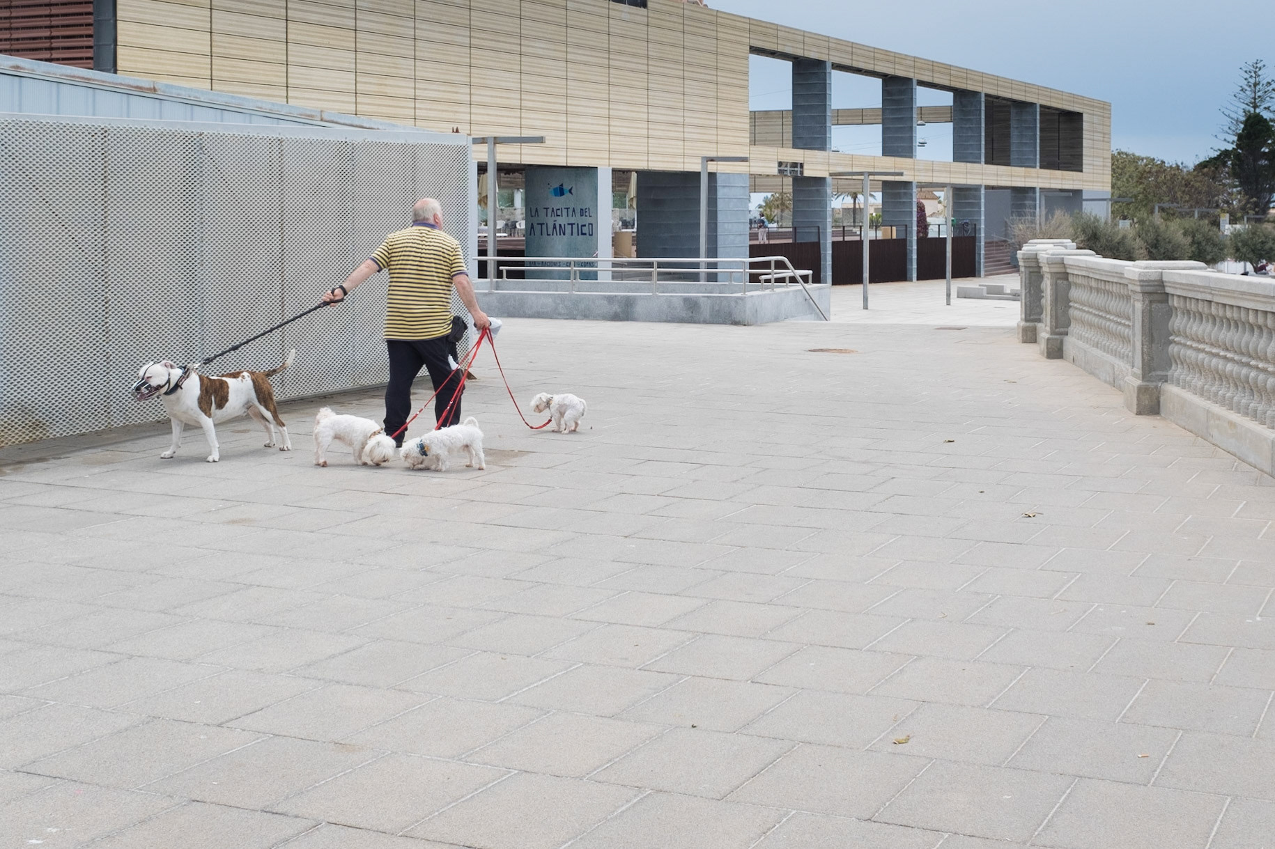 Dog Walker