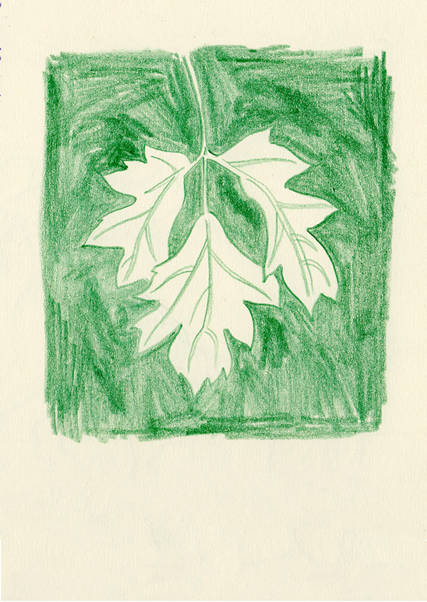 Leaves