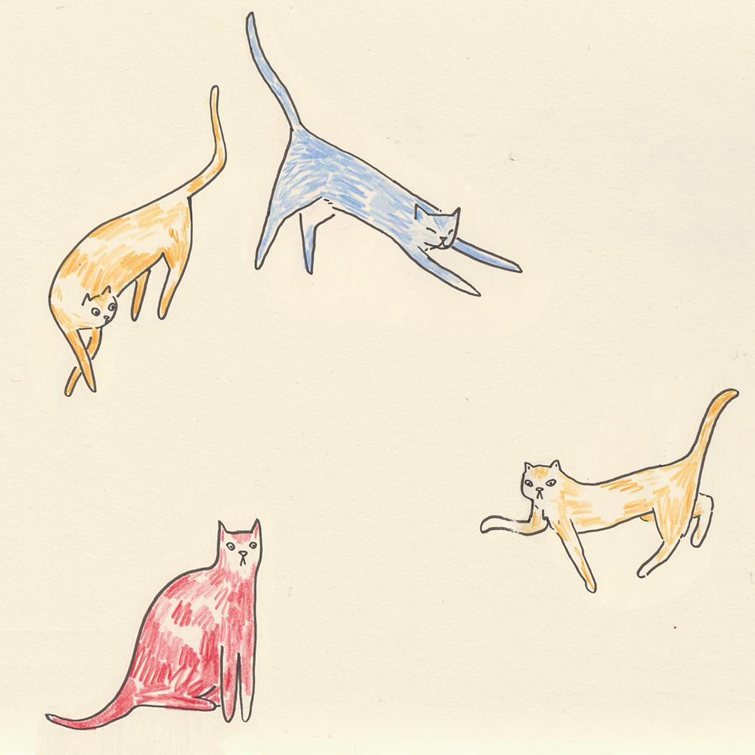 Primary cats