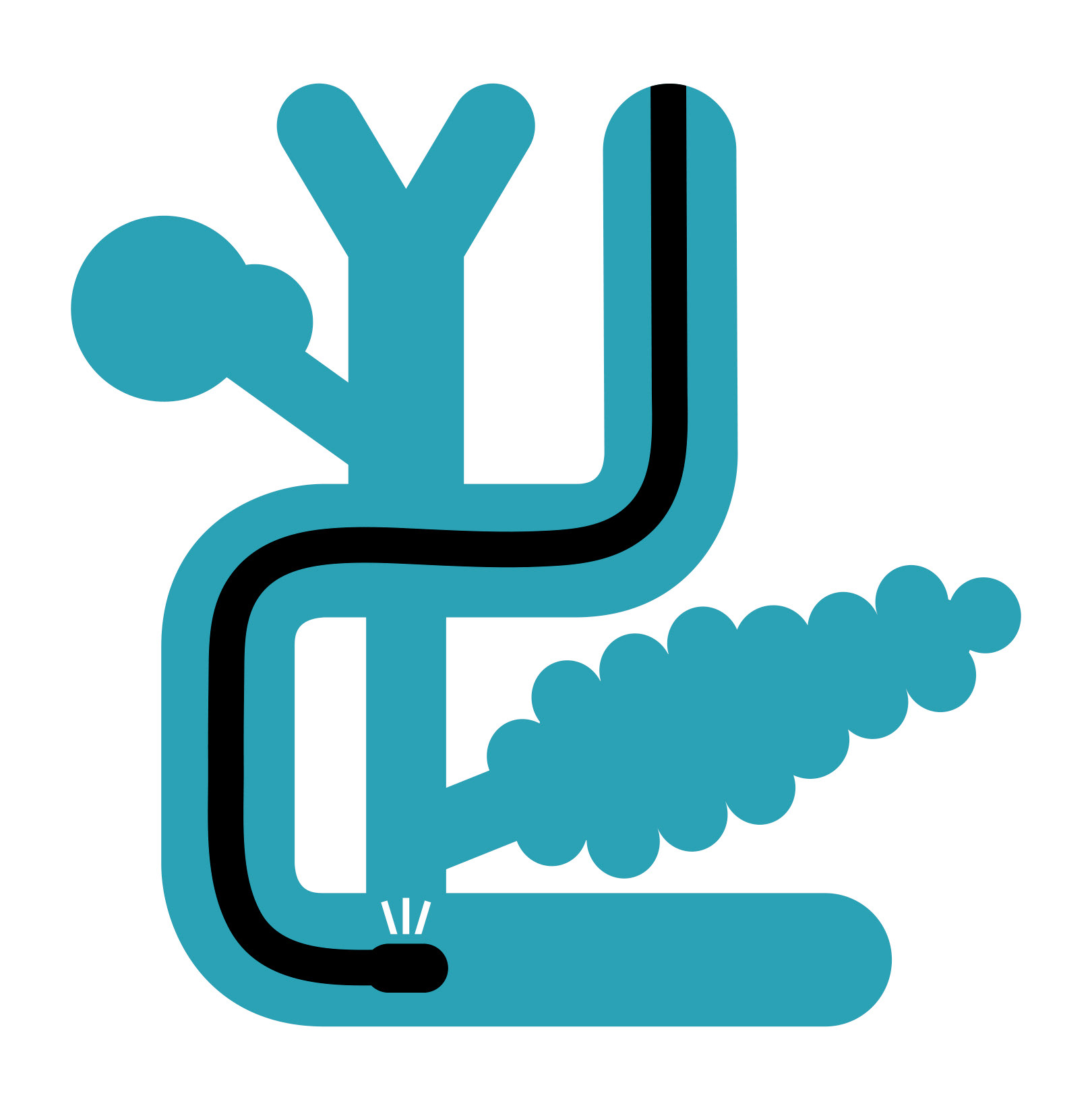 endoscopic retrograde cholangiopancreatography
